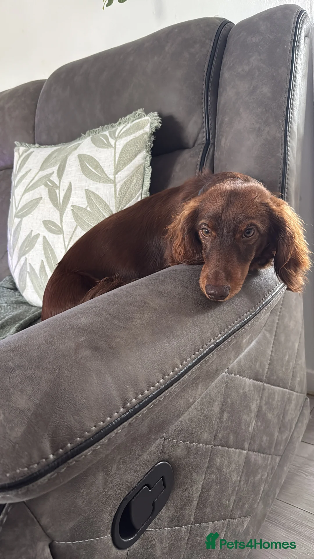 Miniature Dachshund dogs for stud: Miniature long haired dachshund  - Advert 5