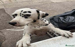 Dalmatian dogs for sale: perdita the dalmatian  - Image 2