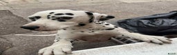 Dalmatian dogs for sale: dalmatian - Advert 2