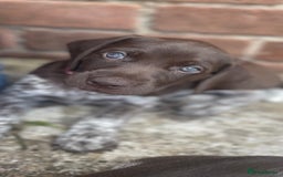 German Shorthaired Pointer dogs for sale: German Shorthaired Pointer Puppies - Image 8