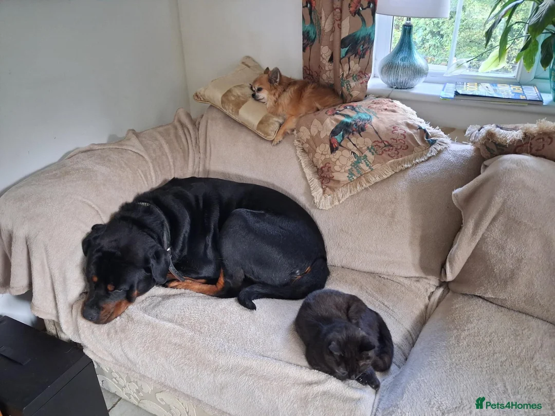Rottweiler dogs for sale: 3 year old entire Rottweiler  boy in Seaford - Advert 3