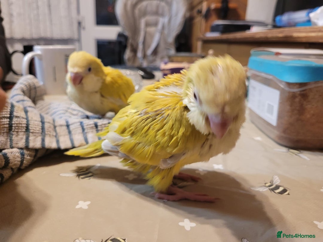 Parrots birds for sale: Hand reared Quaker and Conure chicks - Image 19