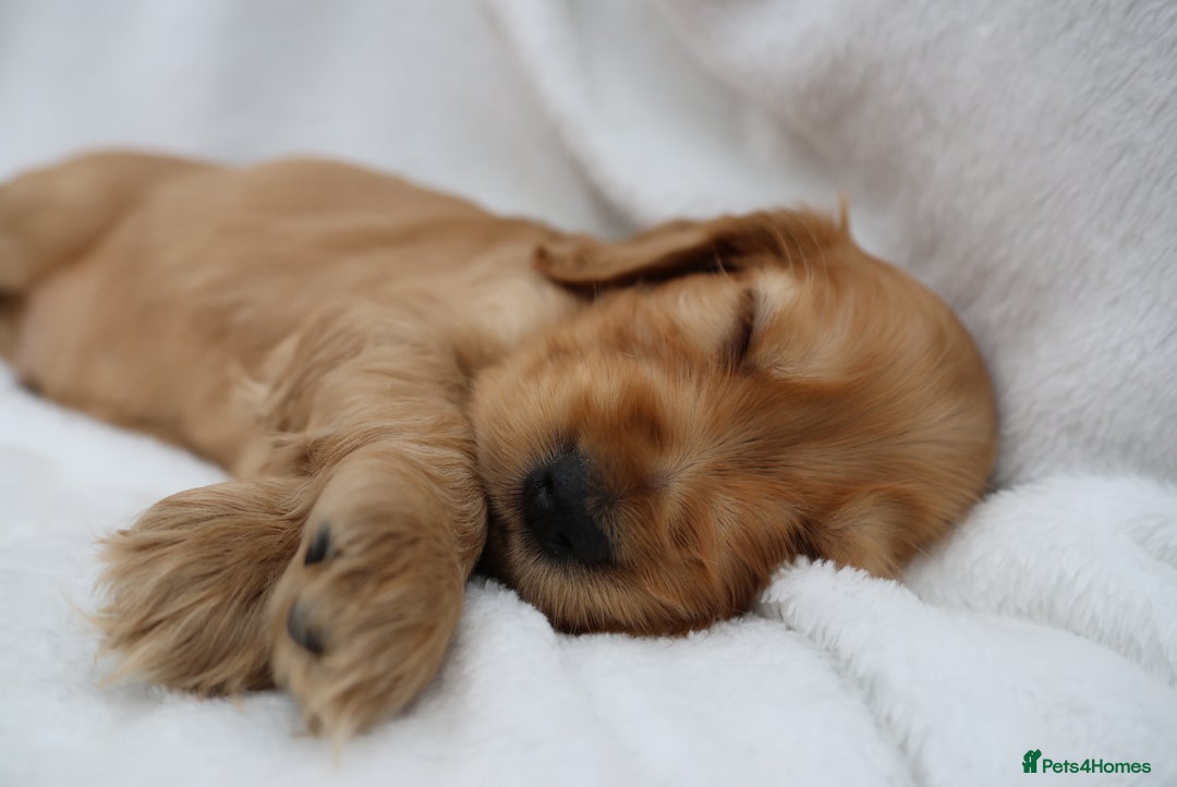 Cocker Spaniel dogs for sale: Stunning SHOW cockers READY TO LEAVE  - Image 10