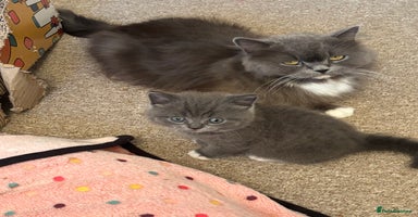 British Shorthair cats - Advert 13