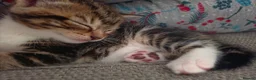 Mixed Breed cats for sale: Beautiful Tabby kitten - Advert 7