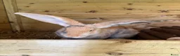 Continental Giant rabbits for sale: Giant rabbits - Advert 8