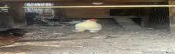 Chickens poultry for sale: Lovely white peking cockerel  - Advert 3