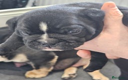 English Bulldog dogs for sale: KC Reg Champion Bloodlines 1 Girl Left £ 2800 - Image 35