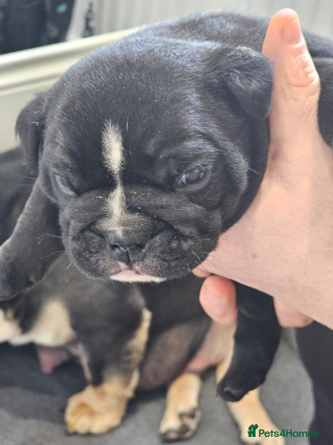 English Bulldog dogs for sale: KC Reg Champion Bloodlines 1 Girl Left £ 2800 - Image 35