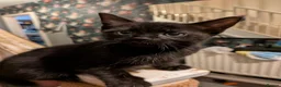 Mixed Breed cats for sale: Gorgeous 1/4 ragdoll kittens  - Advert 10