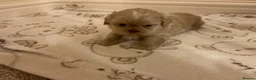 Shih Tzu dogs for sale: 5 beautiful Shih Tzu puppies in Sheffield - Advert 20