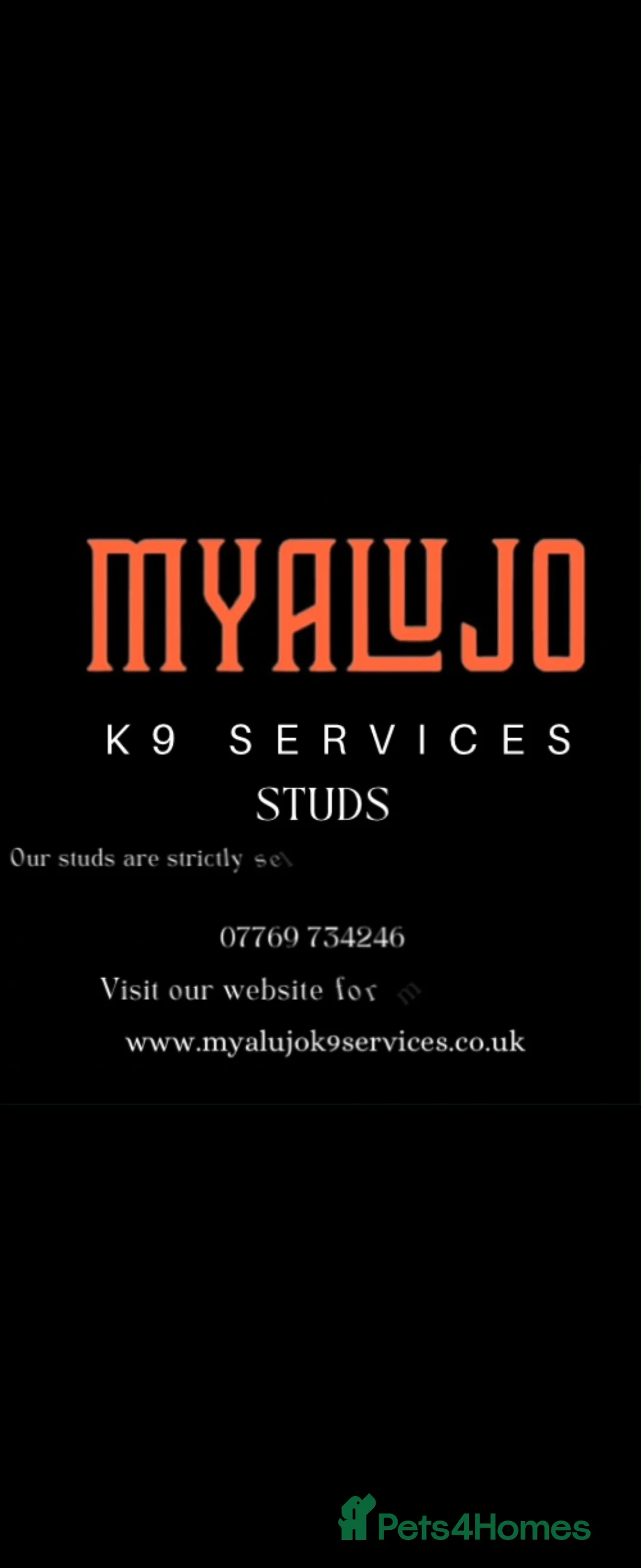 Cocker Spaniel dogs for stud: Working Cocker spaniel stud  ftch x ftch  in Sandbach - Advert 4