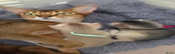 Abyssinian cats for sale: ⚜️Beautiful Abyssinian Kittens🏆 - Advert 3