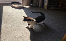 Mixed Breed cats for sale: Need a home - Image 4