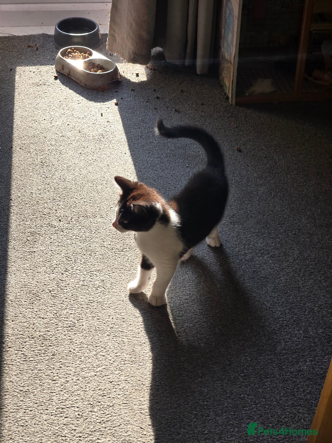 Mixed Breed cats for sale: Need a home - Image 4