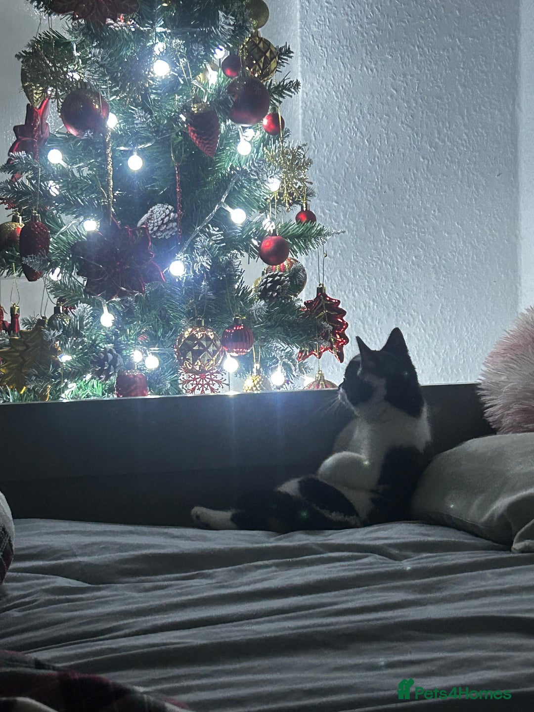 Mixed Breed cats for sale: Cute kitten for sale with accessories  - Advert 5