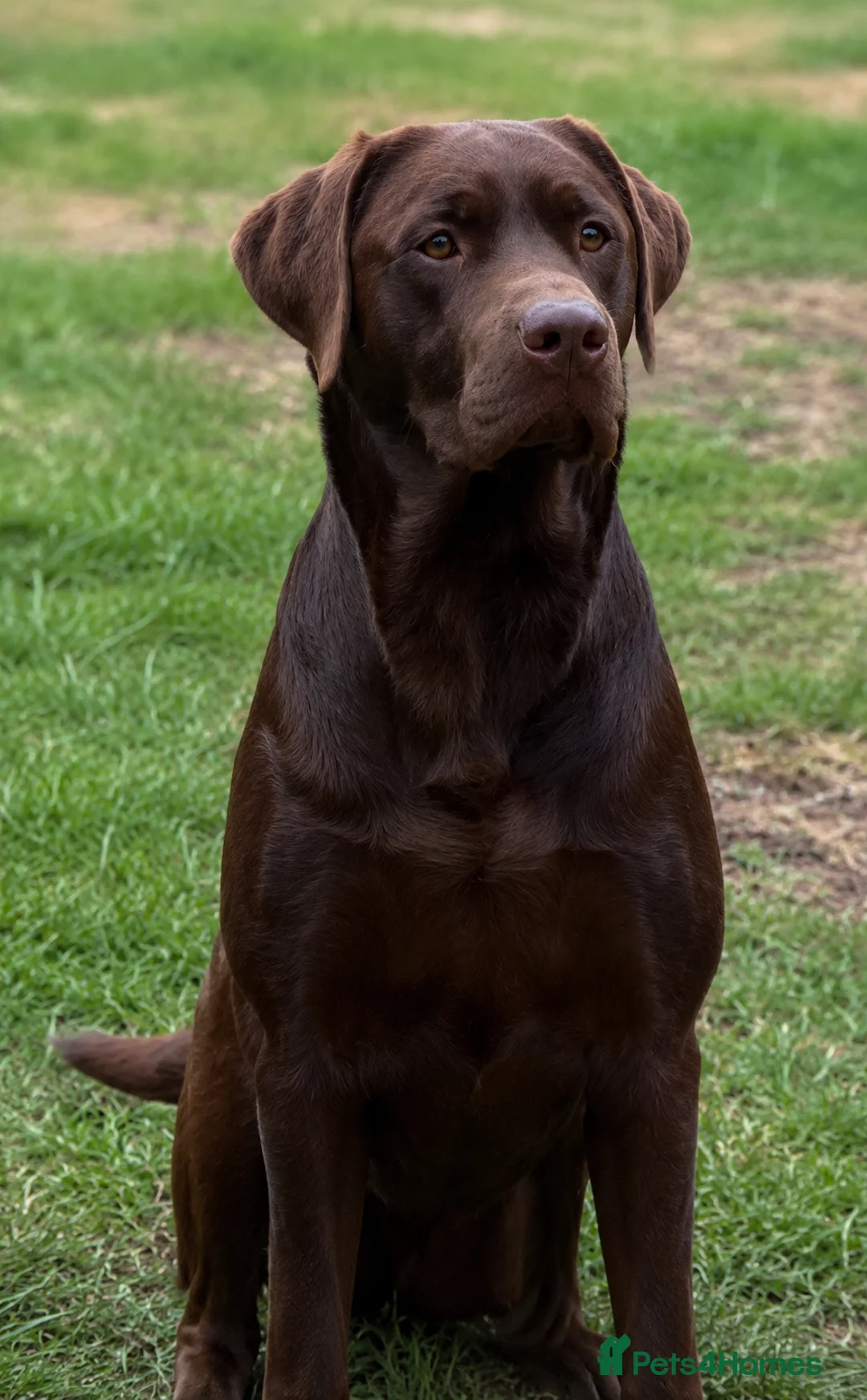 Labrador Retriever dogs for stud: HEALTH TESTED KENNEL CLUB REGISTERED STUD - Advert 2