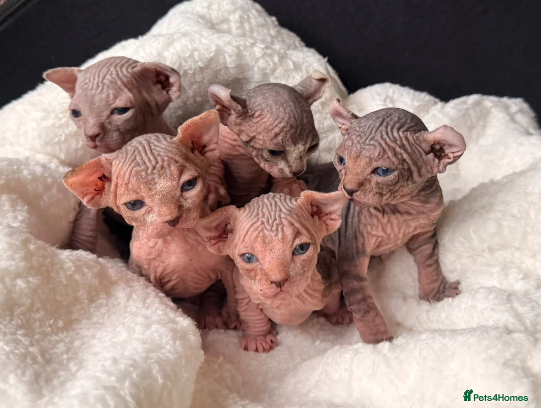 Sphynx cats for stud: **STUD Proven Red Elf Sphynx ** - Advert 11