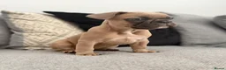 French Bulldog dogs for sale: 2 GIRLS LEFT REDUCED - French Bulldog Puppies 💕 - Advert 7