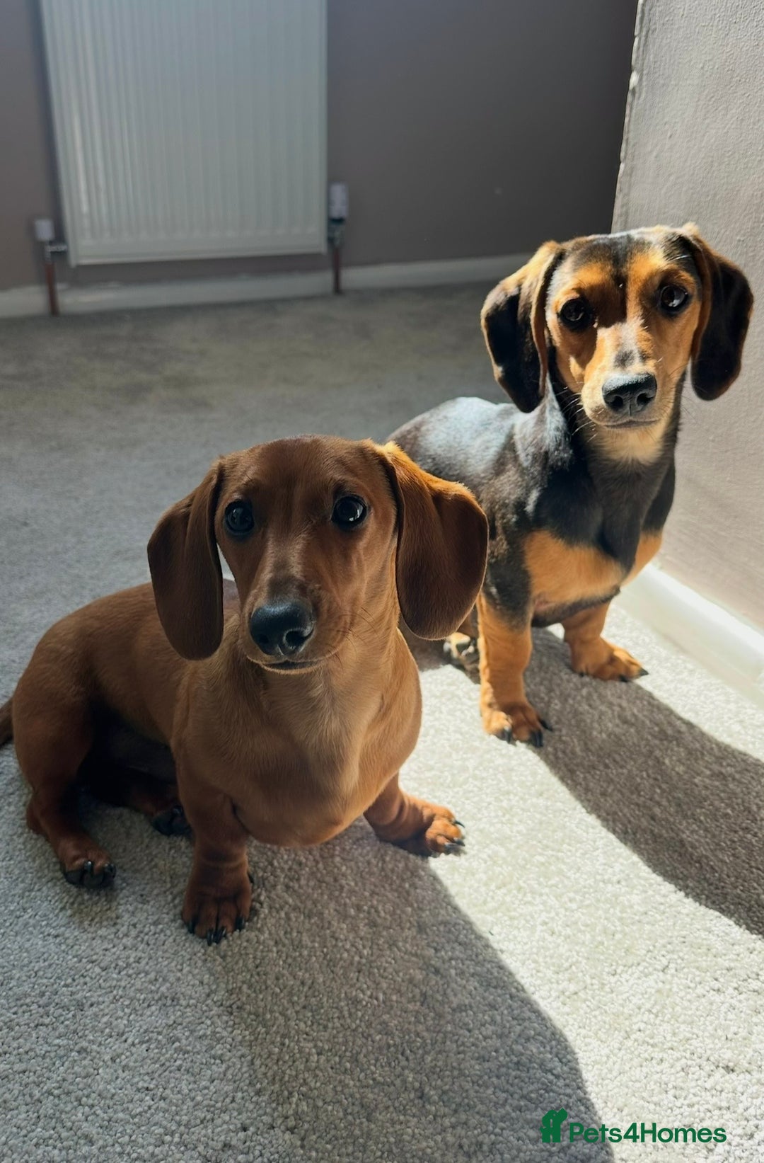 Miniature Dachshund dogs for sale: Puppies due 2nd Jan 2026 - Advert 5
