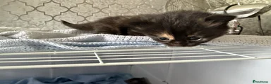 Black cat with ginger girl  (a)