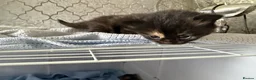 Mixed Breed cats for sale: 4 beautiful kittens for sale  - Advert 8