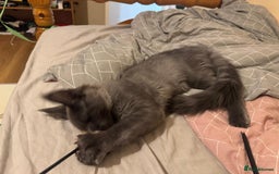 Maine Coon cats for sale: 25% OFF PURE MAINE COONS FROM CHAMPION BLOODLINE! - Image 19