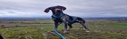 German Shorthaired Pointer dogs for stud: Stunning Proven German shorthaired pointer  in Shrewsbury - Advert 18