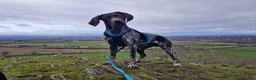 German Shorthaired Pointer dogs for stud: Stunning Proven German shorthaired pointer  in Shrewsbury - Advert 18