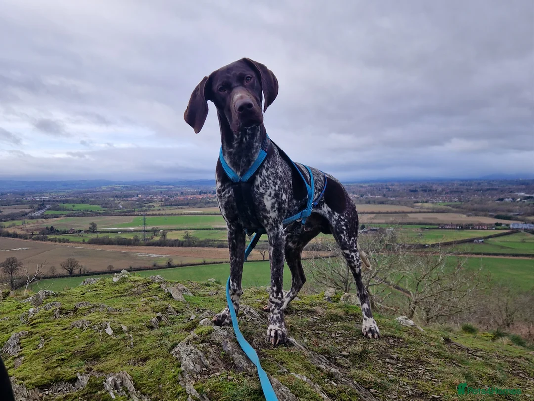 German Shorthaired Pointer dogs for stud: Stunning Proven German shorthaired pointer  in Shrewsbury - Advert 18