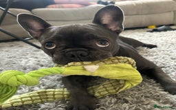 French Bulldog dogs for sale: Blue girl French bulldog - Image 3