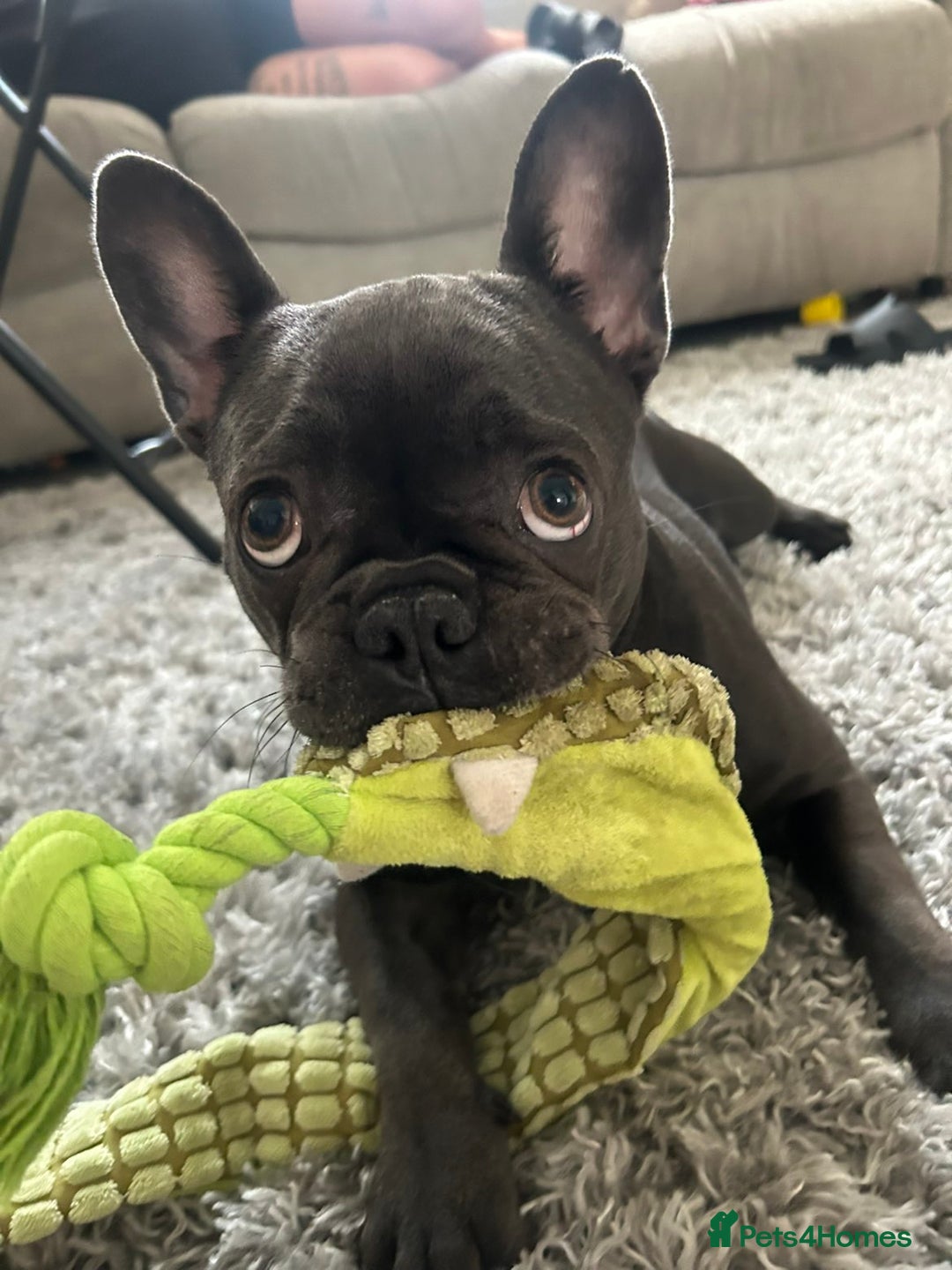 French Bulldog dogs for sale: Blue girl French bulldog - Image 3