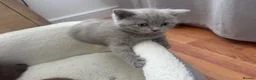 British Shorthair cats for sale: British Shorthair Cinnamon in Reading - Advert 13