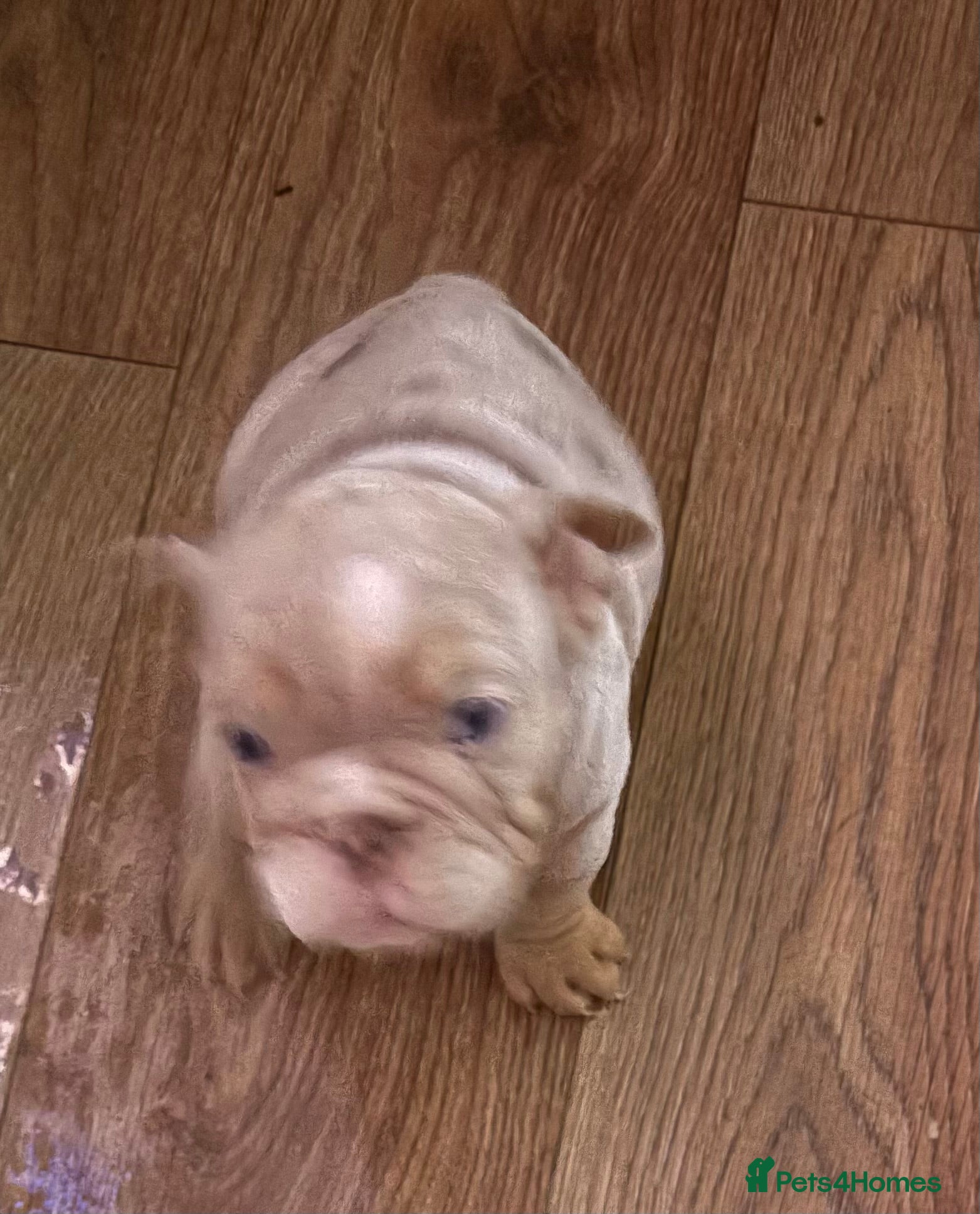 English Bulldog dogs Lovely puppies looking for their forever home  - Advert 8