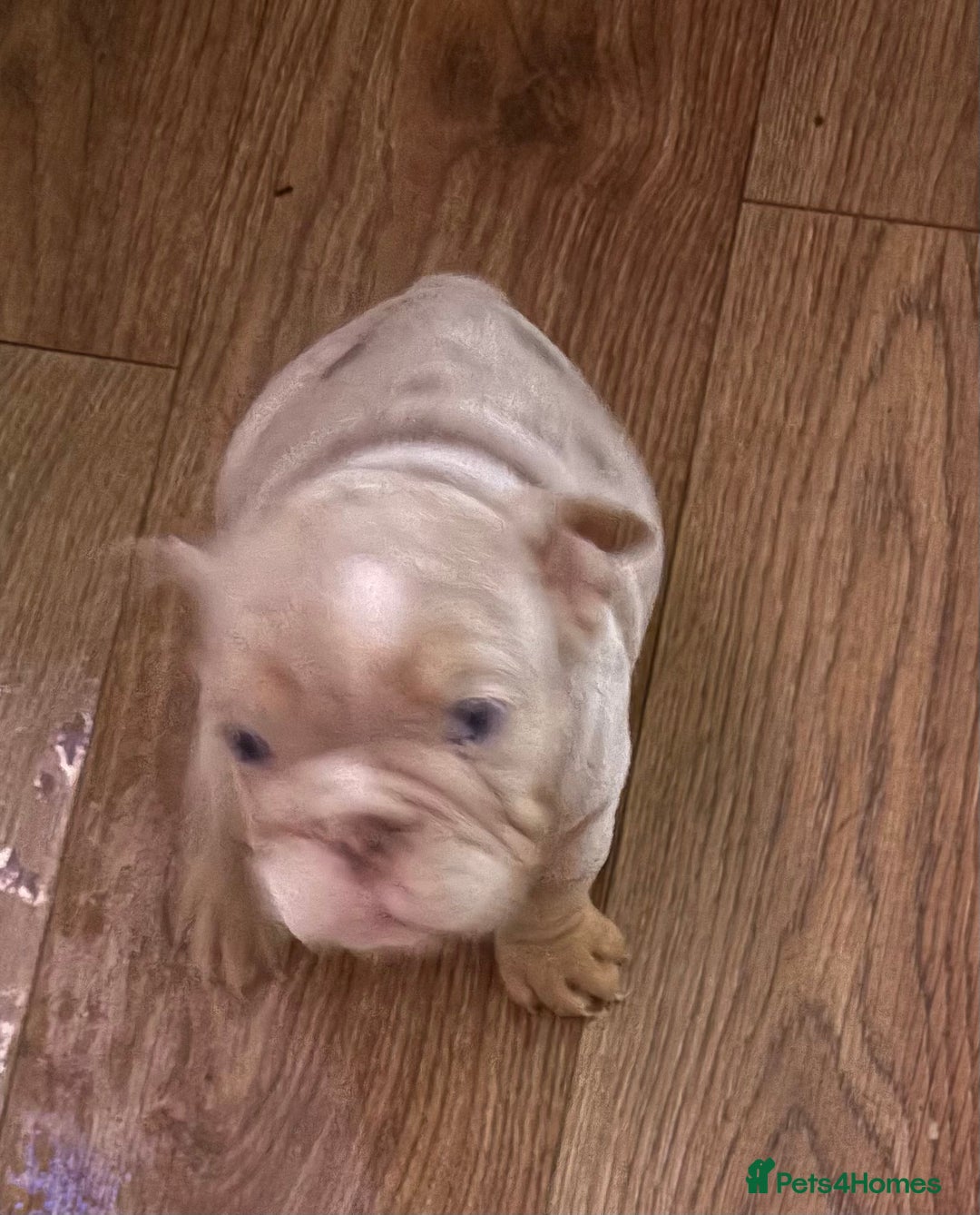 English Bulldog dogs for sale: Lovely puppies looking for their forever home  - Advert 1