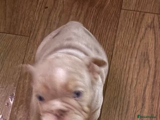 English Bulldog dogs Lovely puppies looking for their forever home - Advert 8