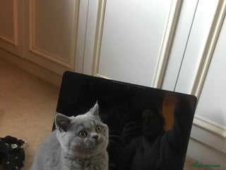 British Shorthair cats BRITISH SHORTHAIR KITTEN - Advert 4