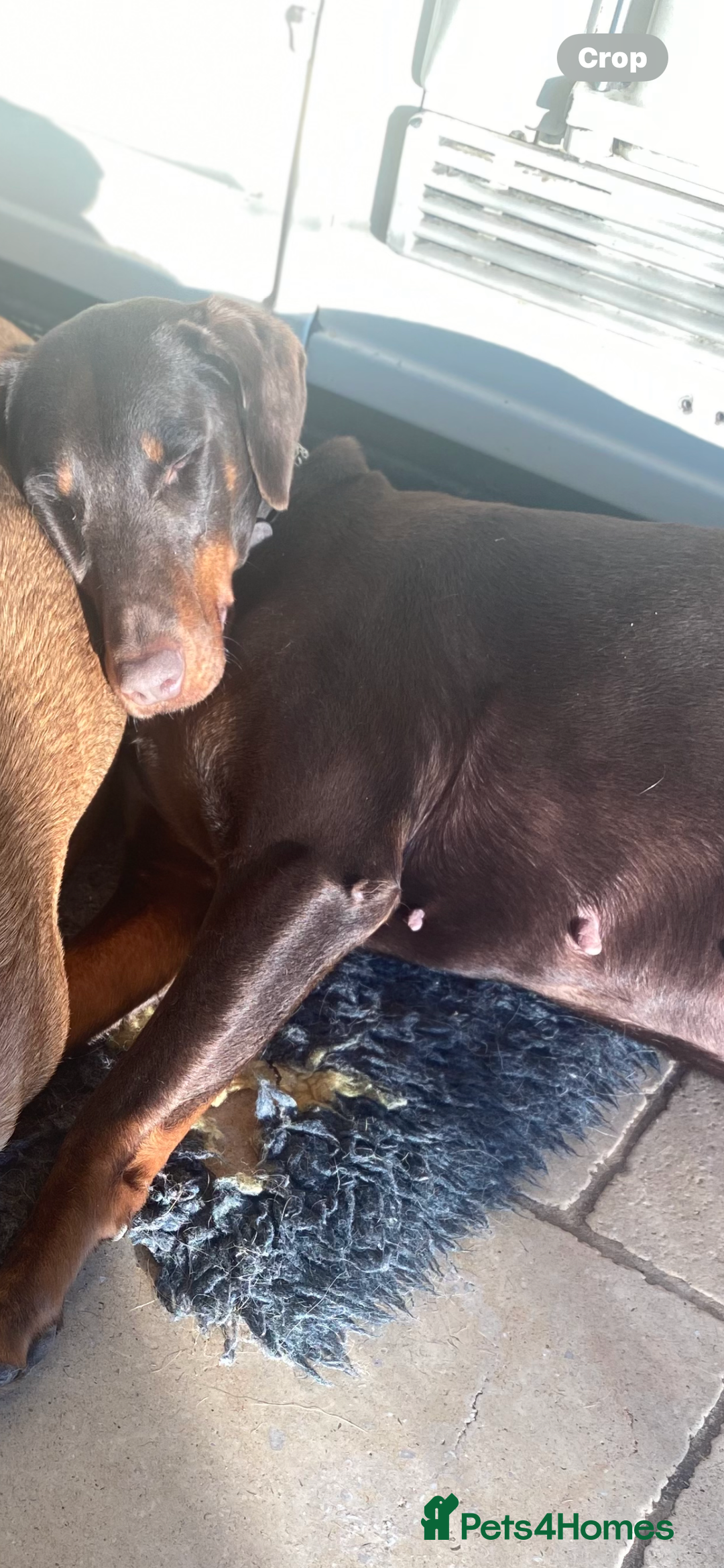 Dobermann dogs for sale: Female Chocolate Doberman  - Image 3