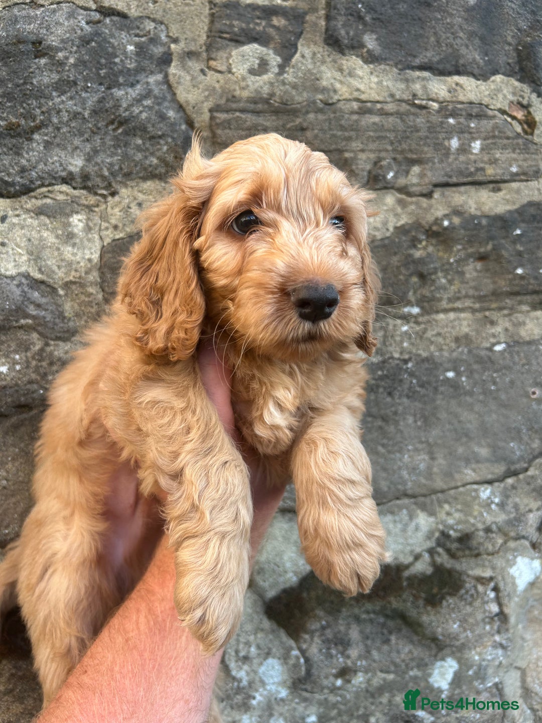 Cockapoo dogs for sale: BEAUTIFULL F1 COCKAPOOS - Image 11