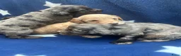 Cockapoo dogs for sale: 5 F1 cockapoo pups  - Advert 8