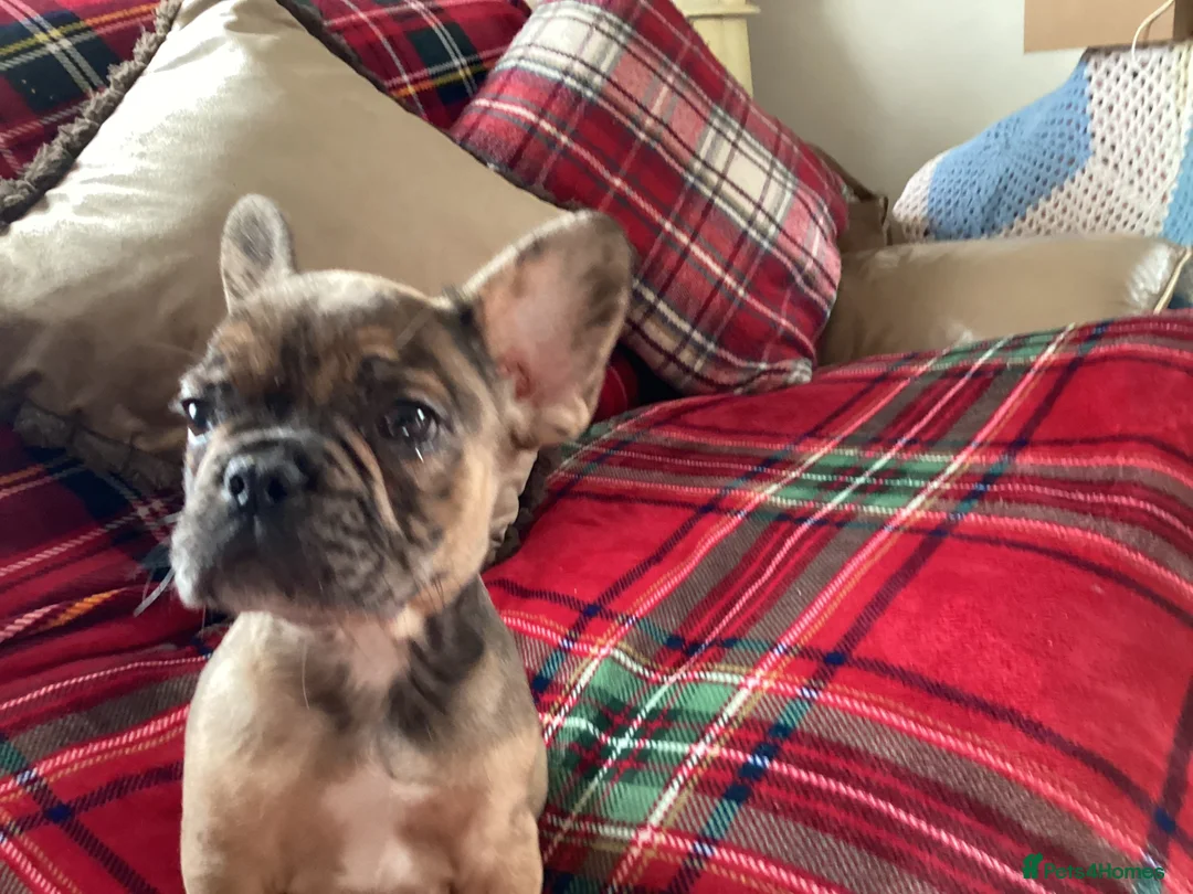 French Bulldog dogs for sale: French bulldogs - Advert 5