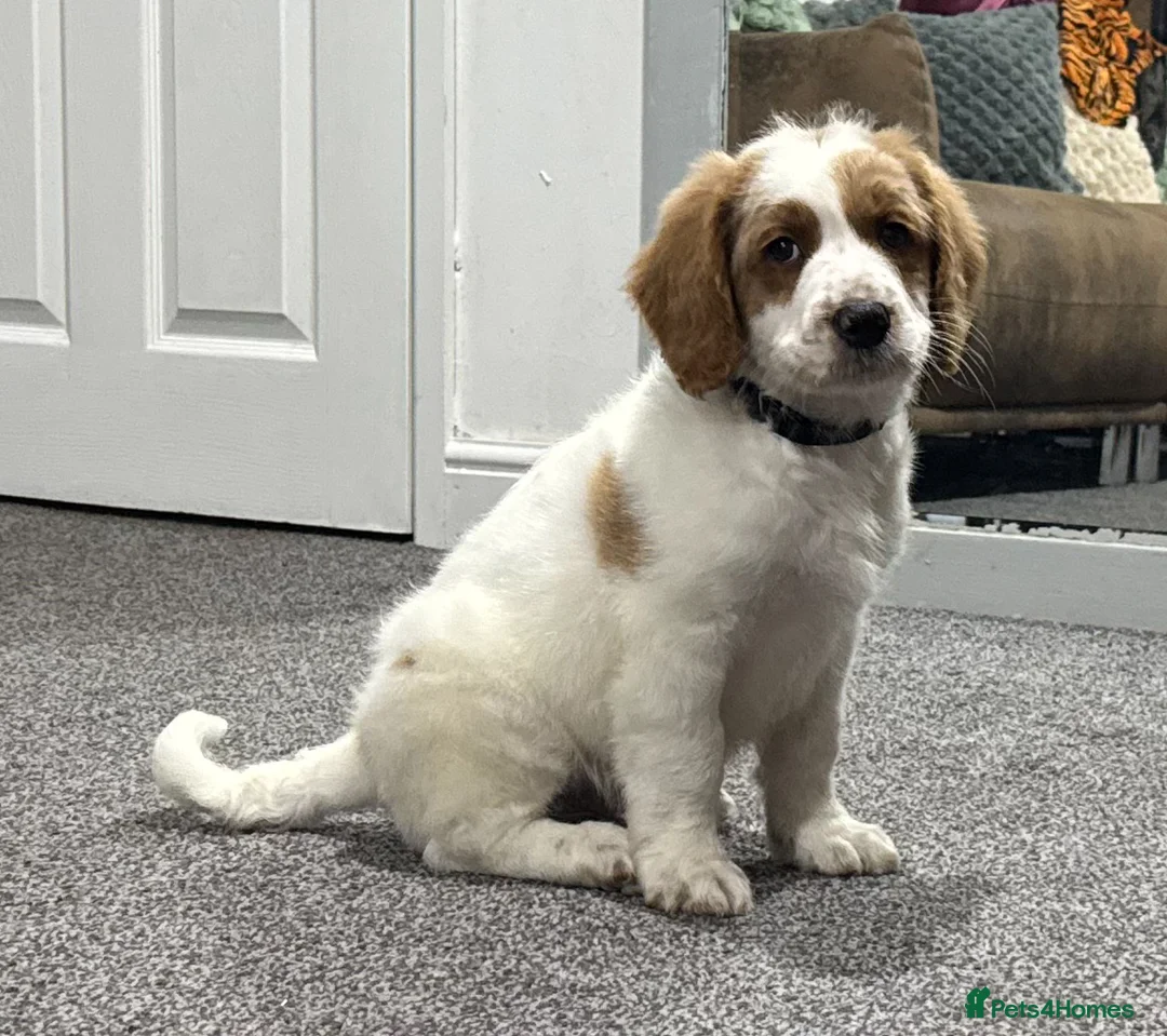 Australian Labradoodle dogs for sale: Multi-Gen Australian Labradoodle Puppies - Advert 31