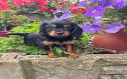 Cavapoo dogs for sale: Cavapoo rare black &tan health tested  - Image 9