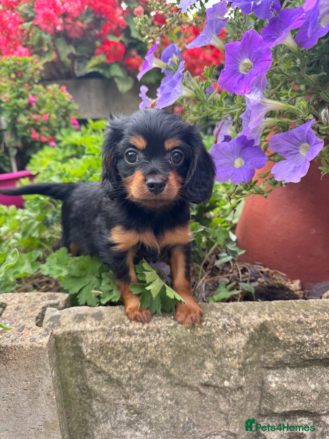 Cavapoo dogs for sale: Cavapoo rare black &tan health tested  - Image 9