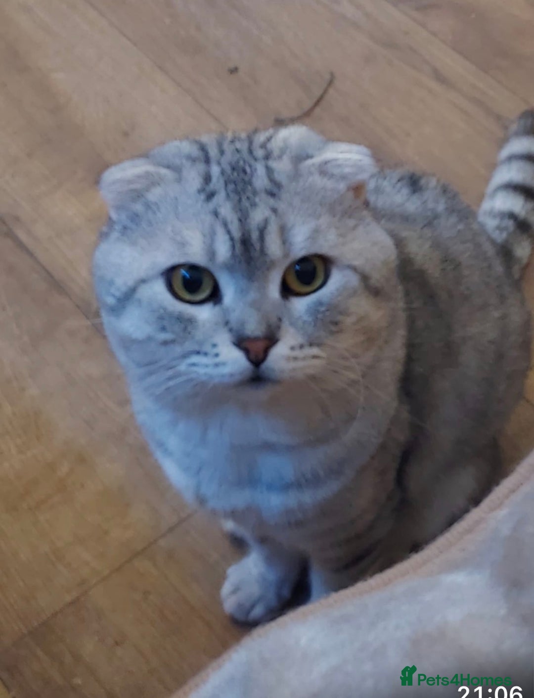 Scottish Fold cats for sale: Scottish Fold - Advert 2