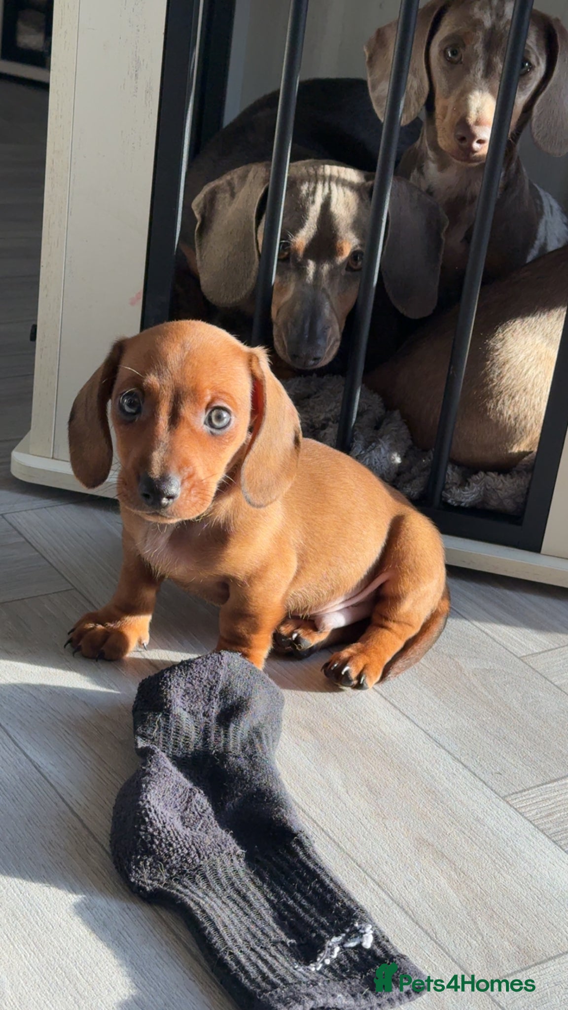 Dachshund dogs Miniture daschounds   - Advert 21