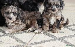 Cavapoo dogs for sale: F1 Cavapoo puppies for sale - Image 32