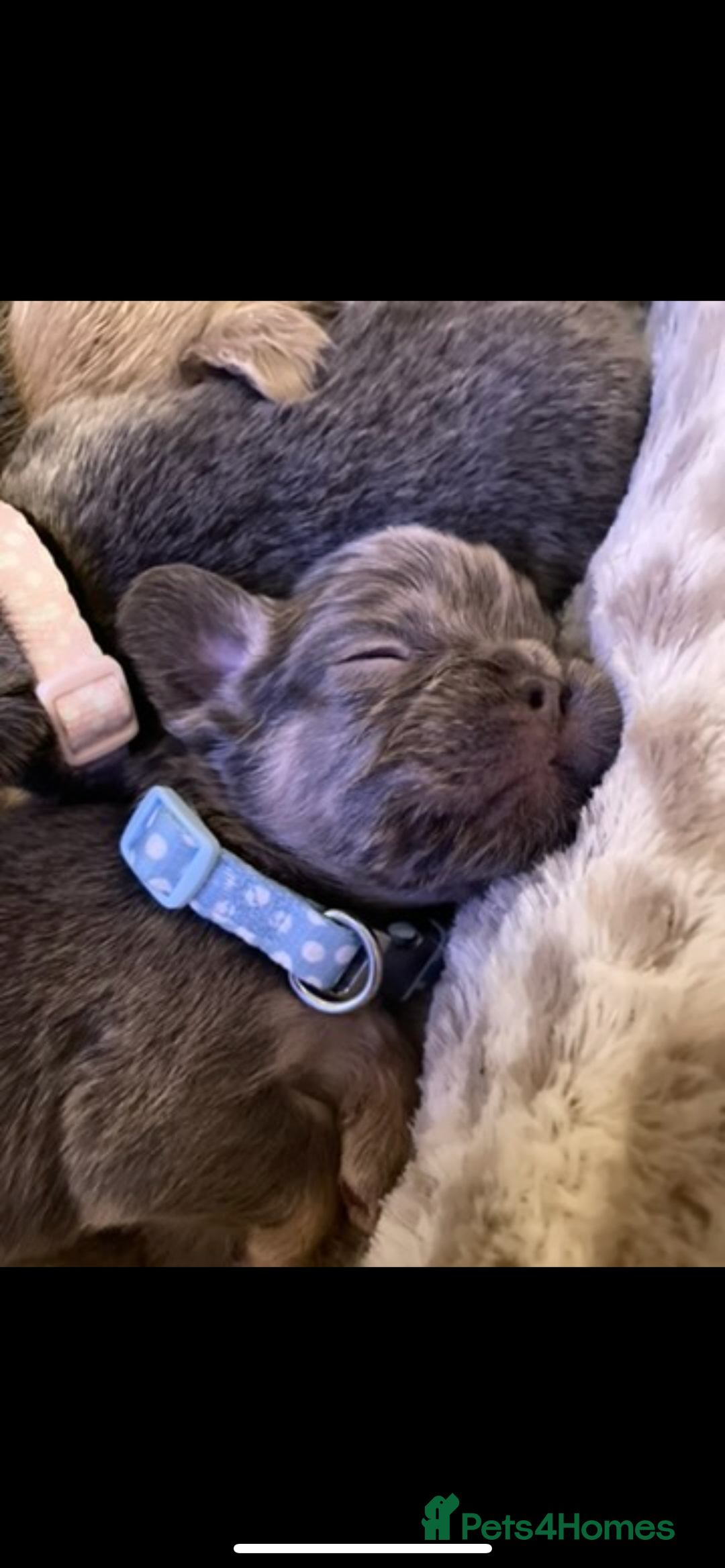 French Bulldog dogs for sale: Visual Fluffy Compact French Bulldogs 🩷🐶🐾 - Advert 32