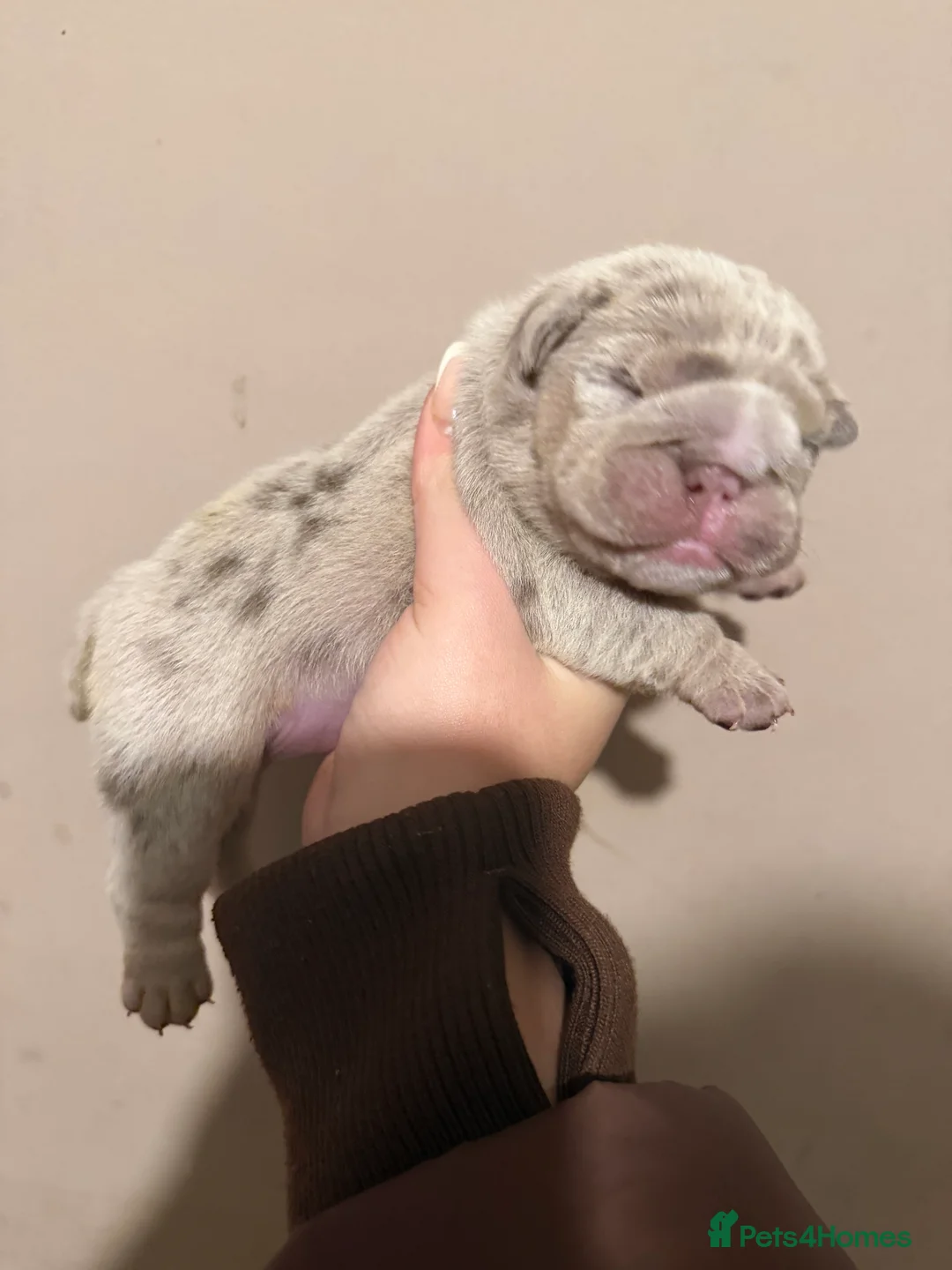 English Bulldog dogs for sale: ENGLISH BULLDOG PUPs FOR SALE🖤 - Advert 5