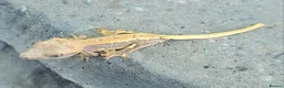 Gecko reptiles for sale: Crested Geckos hatchlings and male juveniles  - Advert 13
